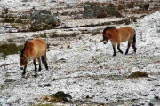 【海外】「カザフスタン、絶滅危惧の野生馬種復活に150頭の新たな仲間！驚きの保護プロジェクトとは？」