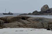 【海外】岩の上の「海藻の塊」が息をしている？驚きの発見に迫る！