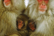 【謎】日本と中国にいるのに韓国にいない動物→「なんでや！」