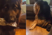 「どう？面白い？」飼主さんの前で一発芸を始める犬