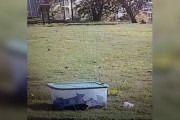 【海外】特別な母猫、ゴミ箱に閉じ込められた子猫たちを守り抜く！感動のストーリーをご紹介
