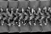 【閲覧注意】脚を1306本持つ新種のヤスデ発見！うわああああああああ