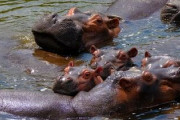 カバのスイカ丸ごとバクバクタイムに思わず夢中！「夏のスイカ割が異次元に！」「カバ贅沢やな～w」海外の反応