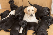 ラブラドール犬が20分で13匹の子犬を産む快挙！ しかもすべて母親とは違う黒色に！