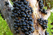 ブラジル人「世界的にはマイナーな果物を紹介してみようぜ」