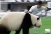 中国人「日本代表のサッカー選手、サッカーが上手なうえにイケメンとは」　中国人「サッカーが上手な横浜流星」「奥さんも超美人。いい人生だ」