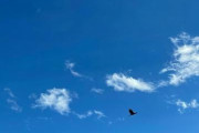 海外「あの人ならもっと・・・」日本のスタートアップ企業が開発した新しい空の移動手段とは？