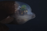 【海外】驚異の深海魚！透明な頭を持つ宇宙人のような生物の謎とは？