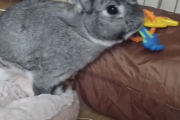 ウッサギ「ベッドにおもちゃ置くの好きじゃないバニねぇ・・・。外に捨てたろ」→飼い主「戻したろ！w」→ウッサギ「ﾝﾏこいつウザいわ」