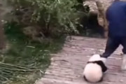 作業する飼育員と子ぱんだの関係性がまるで子持ちで在宅ワークする親の状況だと海外で話題に