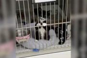 【海外】「 crowded shelterで目立ちたがる子猫、ケンネルバーに自ら貼りつく！その理由とは？」