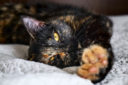 【海外】トラ猫とキャリコ猫の違いって、模様と白い部分について知ってる？