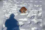 【海外】雪の中で足が凍りついた猫を発見！通りすがりの人が気づいた驚きの瞬間