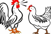 「せまい小屋で密集したがるニワトリの様子を見に行ったら…違うモフモフが混じってた！」