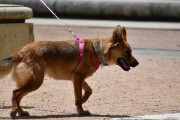 自宅の庭にいつもフンをする近所の犬に耐えきれず、フンを袋詰めにして飼い主に手渡した女性