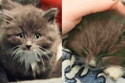 【海外】外で見つかった小さな子猫が、仲間や人々の支えで成長する感動の物語