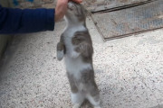 トルコの猫は甘え上手？猫好きならイチコロな鳴き声とタックルでエサのおねだりをする灰色の猫ちゃん！