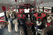 【海外】「バレンタインデーを祝う！犬たちが織りなす驚きの共同写真」