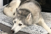 愛犬用に新しくベッドを買ってきた飼主さん→2匹の愛犬がチェック→1匹が気に入らず不満そうにクゥ～ン！