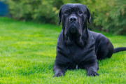 【海外】家族を愛情深く守る！最強の護衛犬10選
