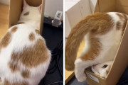 書類立ての中に体を収めようと四苦八苦する猫ちゃんにクスっとなってしまう