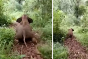 森の中の泥の斜面を滑り下りる小象の後ろ姿が可愛い！