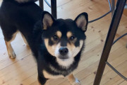柴犬「いい子でいるのは大変だ」人間「いい子だからテレポートもできるのか」（海外の反応）