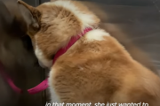 長い間街をさまよっていた犬が、部屋の角に隠れたがる理由とは...  海外の反応