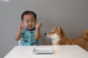 お菓子をお皿にのせて、「待っててね」。自由奔放な男の子と、我慢して頑張る柴犬が可愛い！