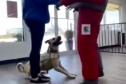 犬の理解力が神ってる。防犯のために良く訓練された犬さま。海外の反応