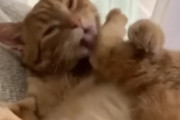 海外「声出して笑った！」自分の足とケンカする猫が海外で話題に←どうなってんのこれｗ
