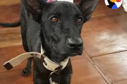 無人島でガリガリにやせ細っていた犬、男性に保護されて命をつなぐ