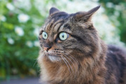 日本の路地で喧嘩している猫が躍動感あふれてる！【海外の反応】