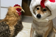 外国人「日本にはコスプレしまくる柴犬がいるらしいぞー」