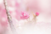 日本で「可愛いネコが桜よりもっとピンクなところを見せつける写真」が話題に！【台湾人の反応】