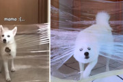 子犬のとき苦手だった「見えない壁チャレンジ」成長した今ならクリアできるかな？