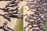 大量のワニが沿岸から攻めてきた！と話題となっていた映像の真相は？