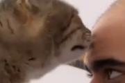 静かにしておれバカモノ！猫と飼い主、どちらが主人かわからなくなってくる。海外の反応