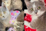 【海外】子猫が兄弟猫の励ましで信頼を学び、幸せな結末を迎えた感動ストーリー！