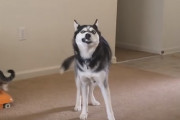 自分の尻尾を追いかけてるうちにソファに顔を強打したハスキー、弱ってるところを猫に噛まれてしまう