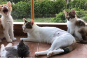 ついに子猫達の里親が決定！それぞれが新しい家へ…保護された三毛猫家族たちのその後ファイナル