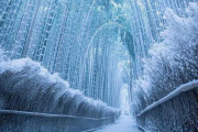 海外「京都の凍った竹林の道！」→「やば！ 天国への入り口のようだ」「すごくきれい！！」「日本にはいつも驚かされる」