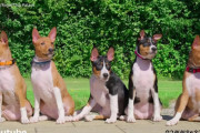 タイのロイヤルな子犬たち。忠犬の血筋を引いて凛々しい姿を見せる