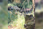 【海外】「迷子の小動物を見つけたハイカー、心温まる助けの手を差し伸べる！」