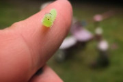 外国人「これはカワイイと思った昆虫を世界から集めてみた！」