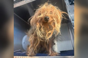 【海外】「ゴミシュートに投げ込まれた犬の強さ：それでも人間の愛を求め続ける理由とは？」