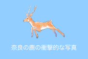日本の「奈良の鹿」が連休で観光客が多すぎて信じられない姿を晒してしまう！【タイ人の反応】