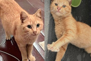 【海外】住民が地域猫を探しに行ったら、運命の子猫を発見！その驚きの結末とは？