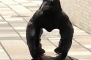 外国人「日本でゴリラカラスが発見される、真相はこうらしい…」