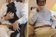 【韓国の反応】「犬がぺろぺろ」のんびりと楽しむ安倍のツイートに非難殺到
